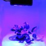 Panneau LED GROW-PRO 135W culture indoor Panneau LED GROW-PRO 135W culture indoor