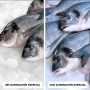 étal poissons