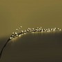 Guirlande LED Branche Arbre 220V BC