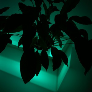 Jardinière LED RGBW 12W - IP67